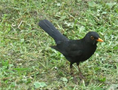 Прикрепленное изображение: 005.jpg